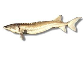 Photo: White sturgeon