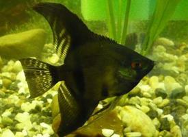 Photo: Angelfish