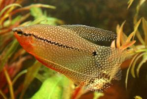 Photo: Pearl gourami