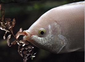 Photo: Kissing gouramis