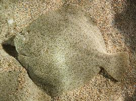 Photo: Turbot