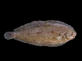 Photo: Common sole