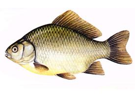 Photo: Crucian carp