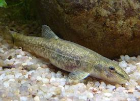 Photo: Stone loach