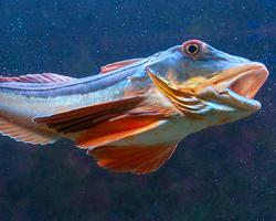 Photo: Tub gurnard