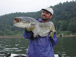 Photo: Wels catfish