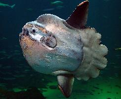 Photo: Ocean sunfish