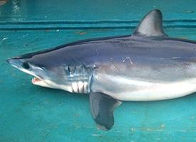 Photo: Shortfin mako