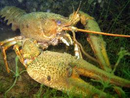 Photo: Danube crayfish