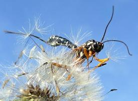 Photo: Sabre wasp