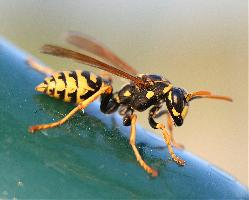 Photo: European paper wasp