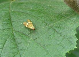 Photo: Longhorn moth