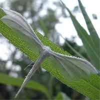 Photo: White plume moth