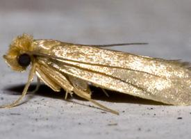 Photo: Common clothes moth