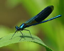 Photo: Banded demoiselle