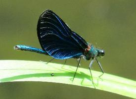 Photo: Beautiful demoiselle