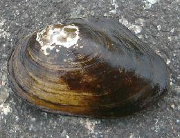 Photo: Duck mussel