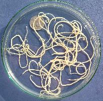 Photo: Dog roundworm