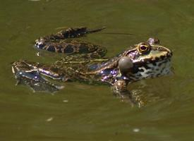 Photo: Marsh frog