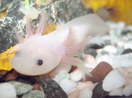 Photo: Axolotl