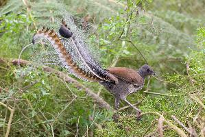 Photo: Superb lyrebird