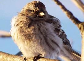 Photo: Arctic redpoll