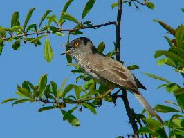 Photo: Barred warbler