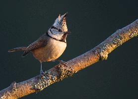 Photo: Crested tit