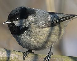 Photo: Coal tit