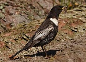 Photo: Ring ouzel