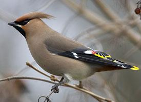 Photo: Bohemian waxwing