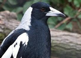 Photo: Australian magpie