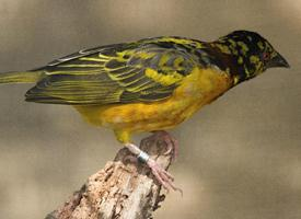 Photo: Village weaver