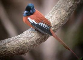 Photo: African paradise flycatcher