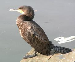 Photo: Great cormorant