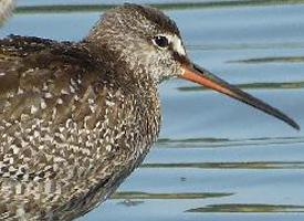 Photo: Common redshank