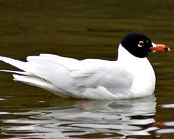 Photo: Mediterranean gull