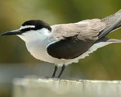 Photo: Bridled tern