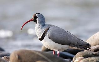 Photo: Ibisbill