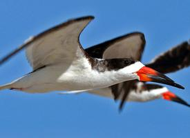 Photo: Black skimmer