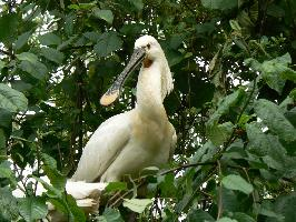 Photo: Eurasian spoonbill