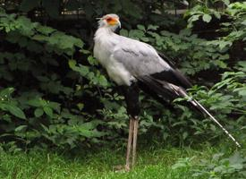 Photo: Secretarybird