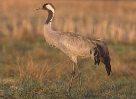 Photo: Common crane