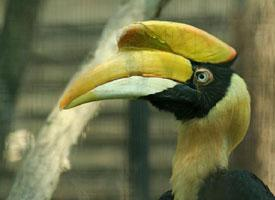 Photo: Great hornbill