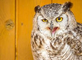 Photo: Great horned owl