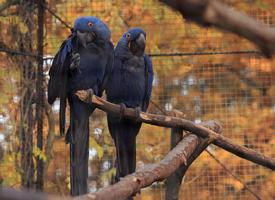 Photo: Hyacinth macaw