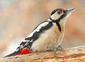 Photo: Great spotted woodpecker