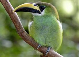 Photo: Emerald toucanet