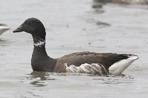 Photo: Brant