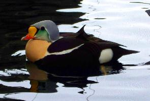 Photo: King eider